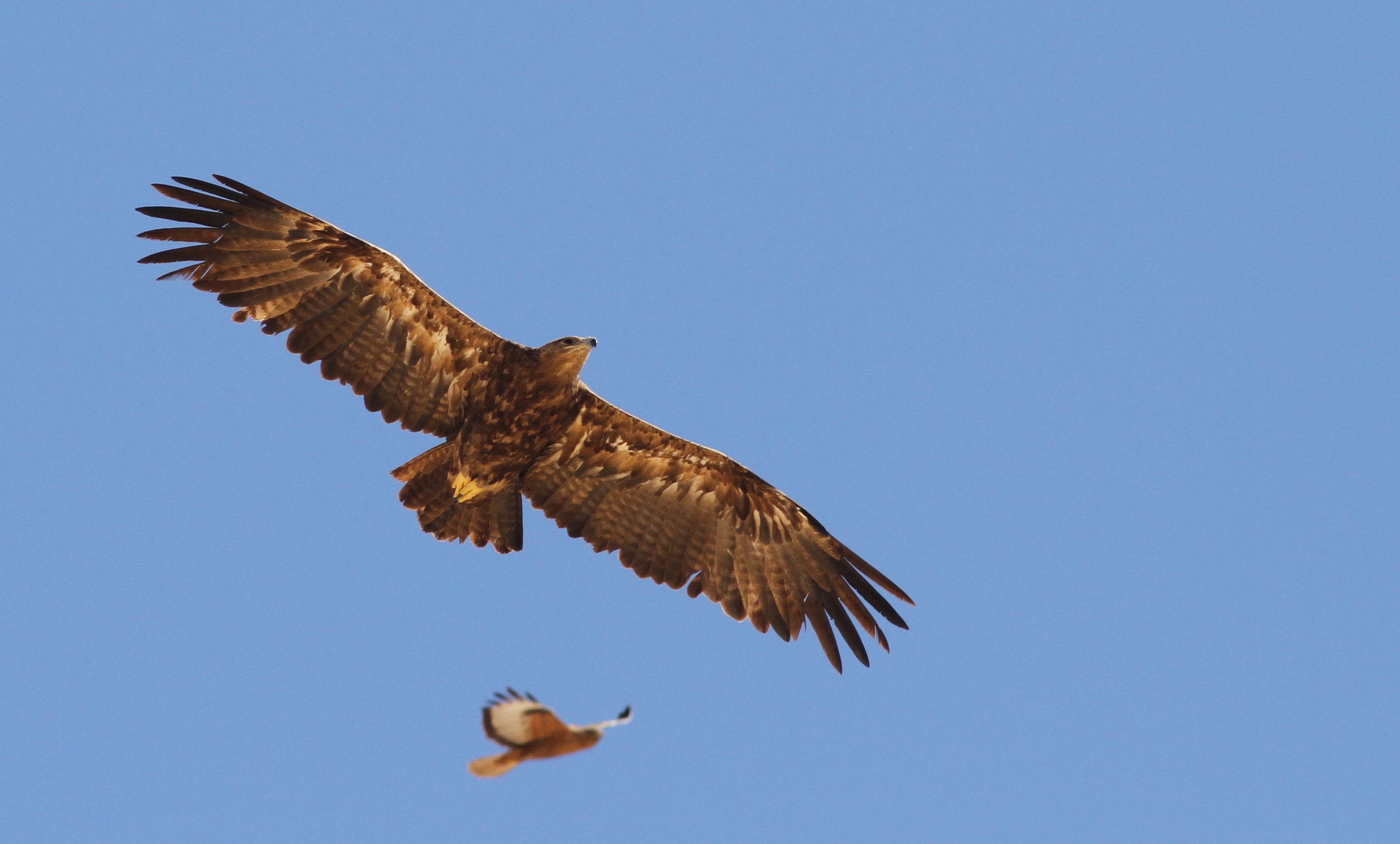 Steppe Eagle Flyways Birding