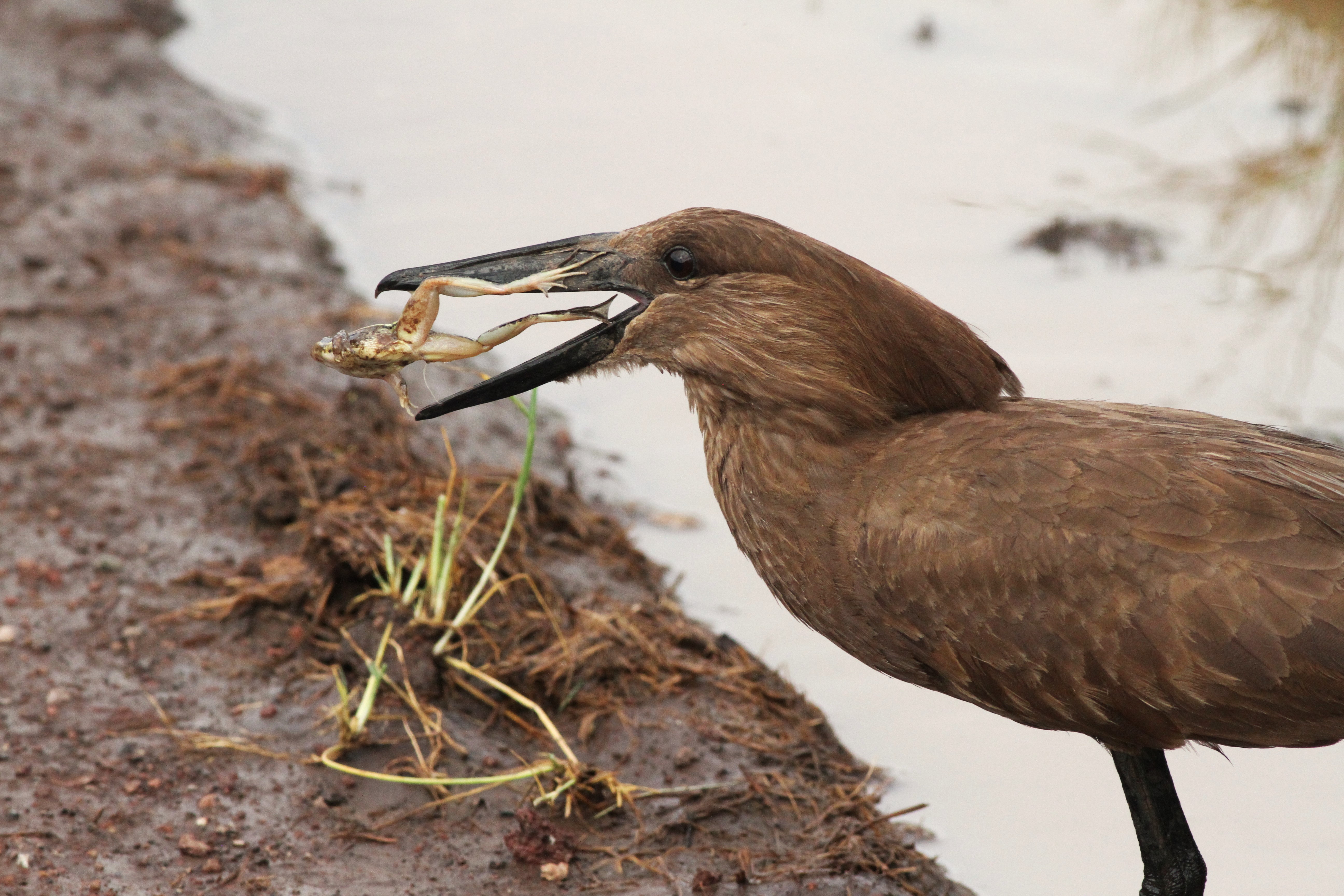 Hamerkop