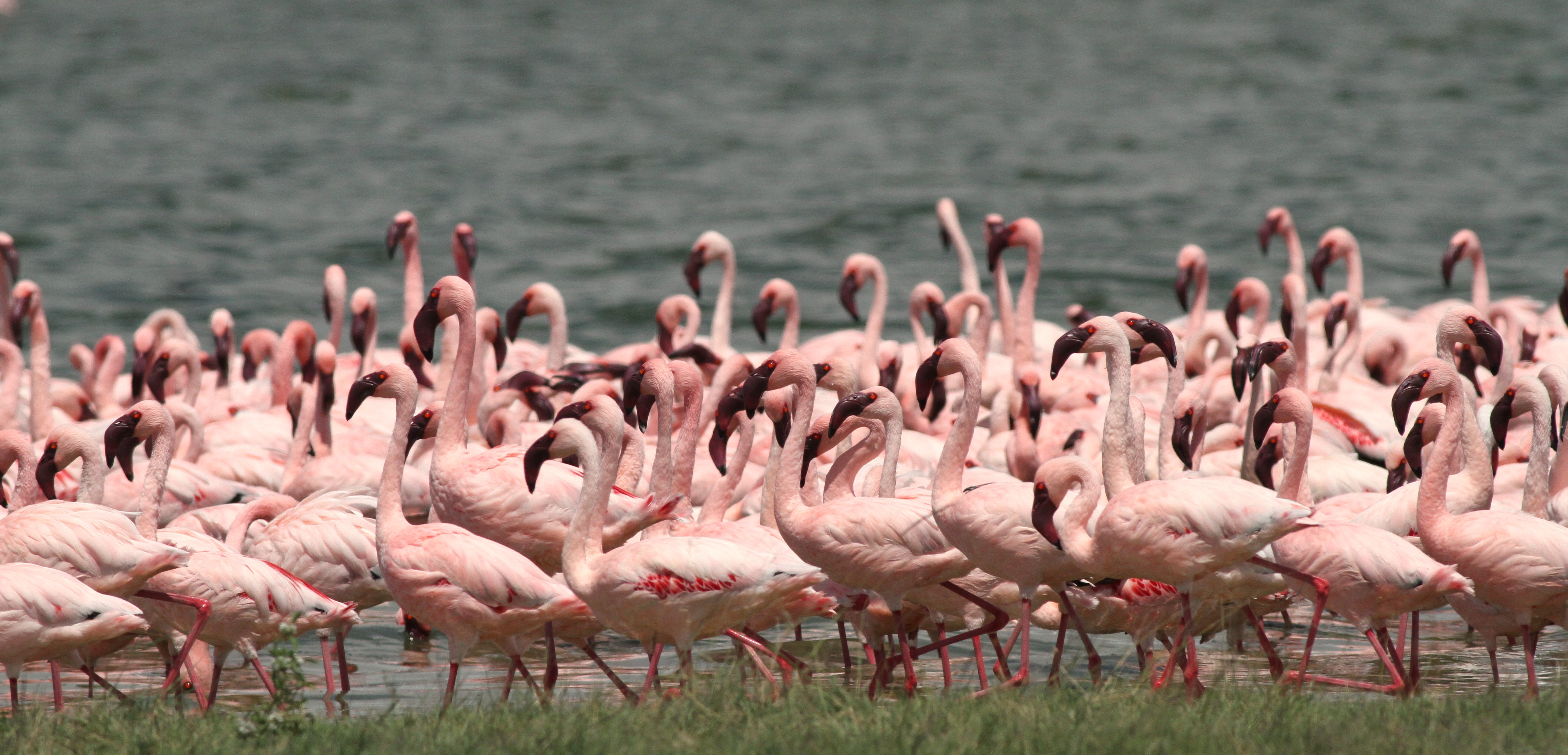 Lesser Flamingo
